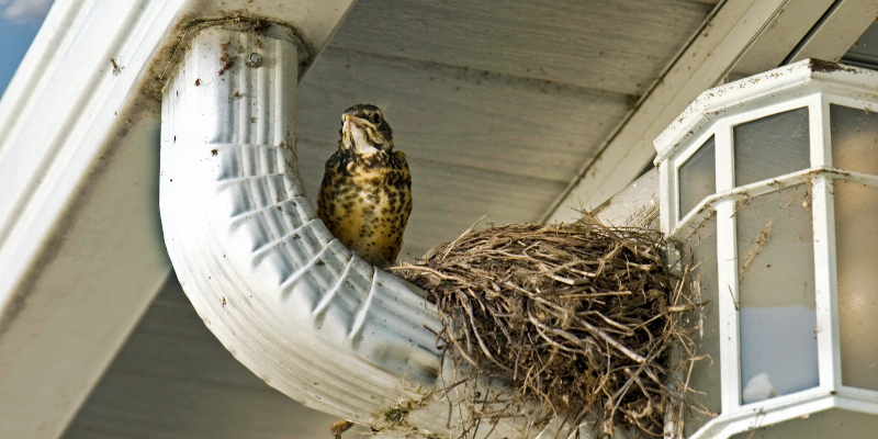 Wildlife Removal in Charlotte, North Carolina