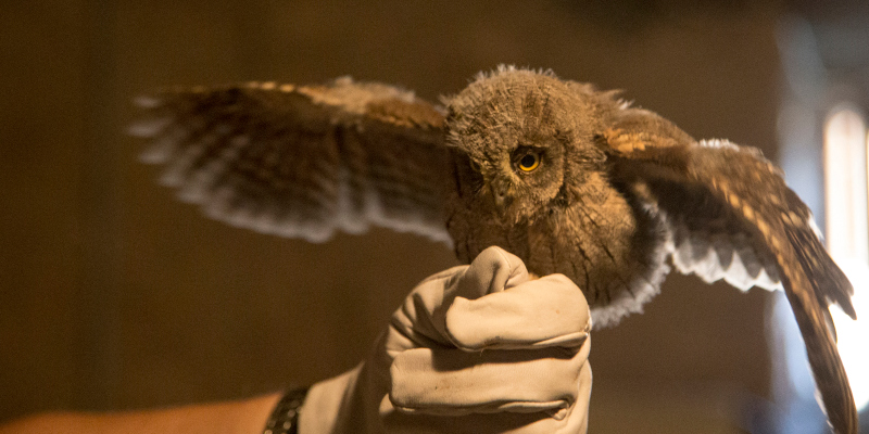 Owl, scops owl chick spreading its wings A-1 Wildlife Control
