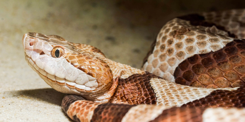 Wildlife Prevention in Belmont, North Carolina