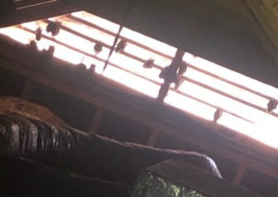 Bats-hanging-in-the-gables