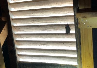 Bats-in-louvers1_res