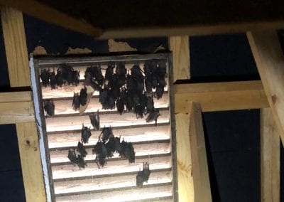 Bat Removal, Huntersville, NC