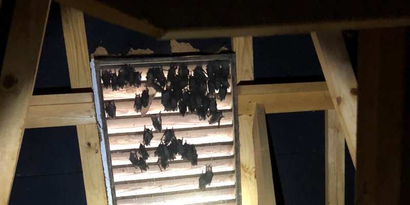 Bat Removal in Concord, North Carolina