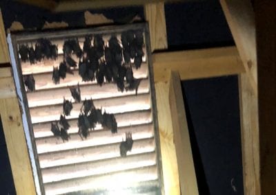 Bat Removal in Belmont, North Carolina