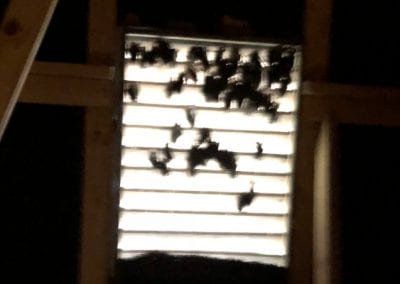 Bat Removal in Belmont, North Carolina