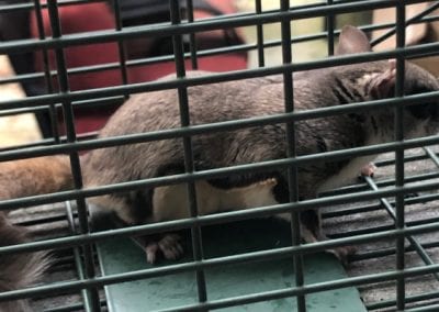 Animal Removal in Charlotte, North Carolina