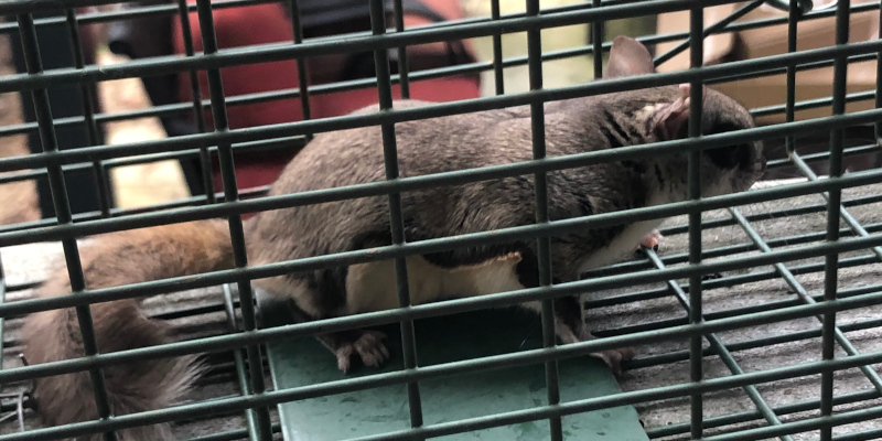 Animal Removal in Monroe, North Carolina