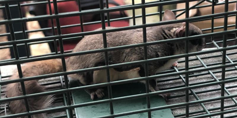 Cute flying squirrel caught and released