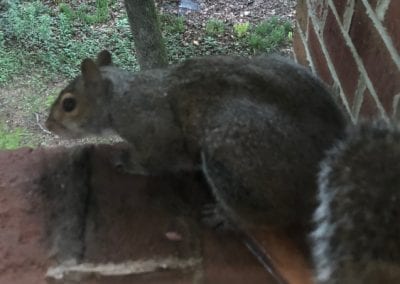 Getting ready to go into trap