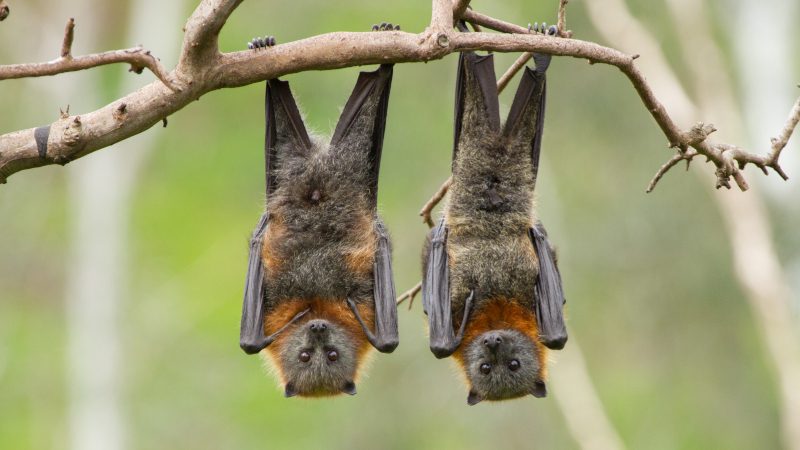 Bat Removal Regulations in North Carolina