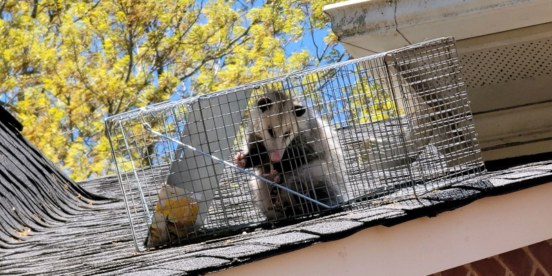 Rodent Removal in Charlotte, North Carolina