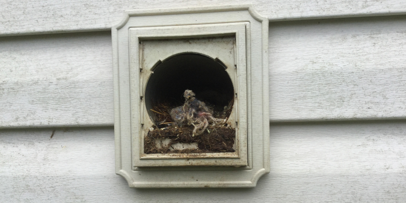 Bird Removal in Clover, South Carolina