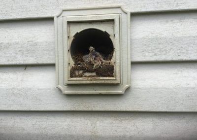Birds-nesting-in-vent_res