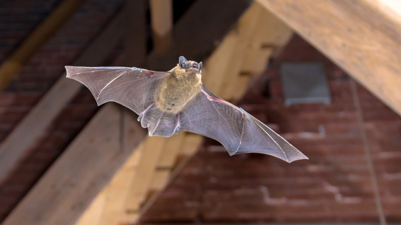 Attic Remediation: The Next Step After Animal Removal