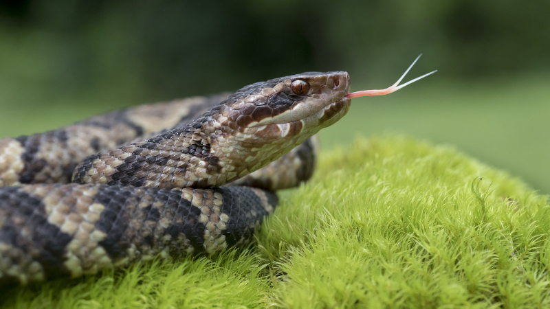 Snake Removal for Common Species in North Carolina