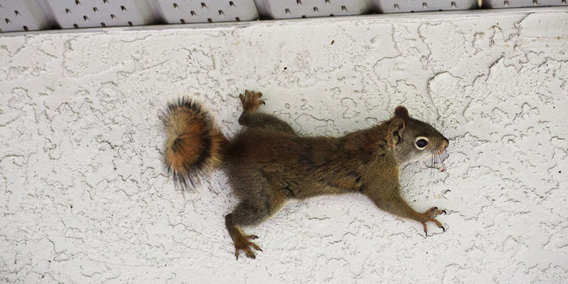 Wildlife Prevention: Strategies for Keeping Critters Out of Your Home