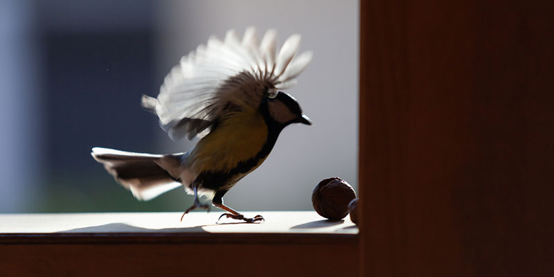 Bird Removal: What to Do if a Bird Gets Into Your Home