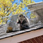 Possum Removal in Concord, North Carolina