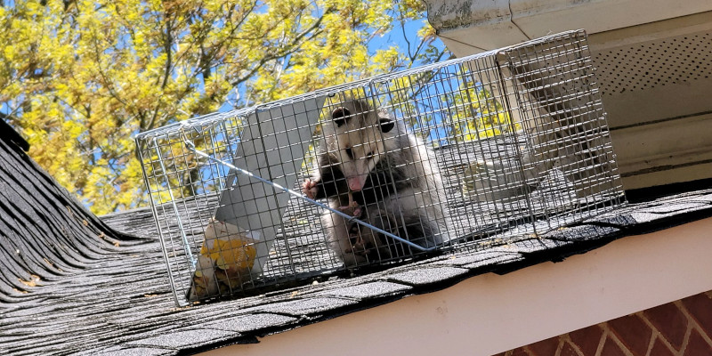 Possum Removal in Concord, North Carolina