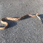 Snake Removal in Belmont, North Carolina
