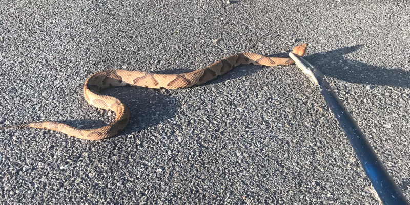 Snake Removal in Belmont, North Carolina
