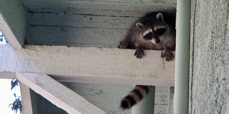 Raccoon Removal in Monroe, North Carolina