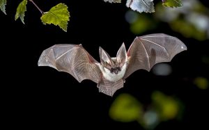 Bat Removal: What You Should Know