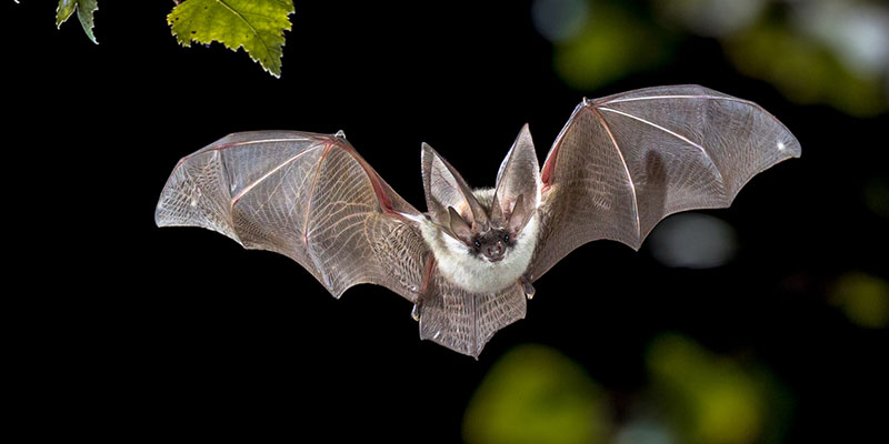 Bat Removal: What You Should Know
