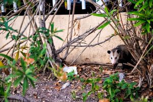 Possum Removal Should Be Carefully Handled - Here’s Why