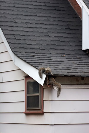 Attic Remediation After Wildlife Removal