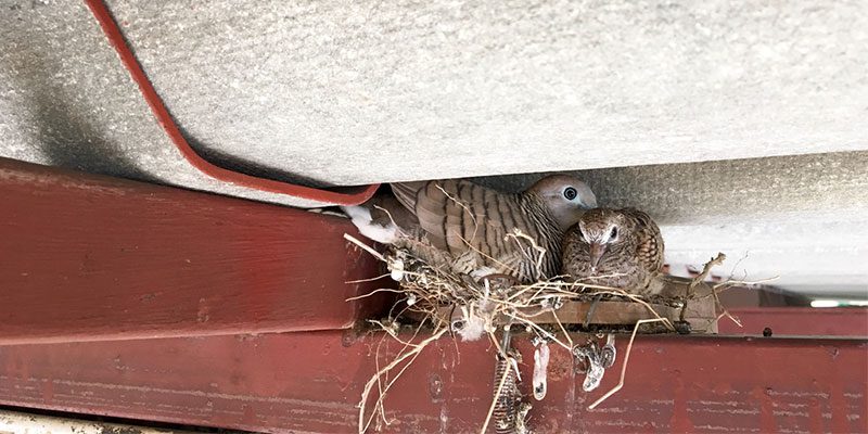 Four Key Steps for Animal Removal