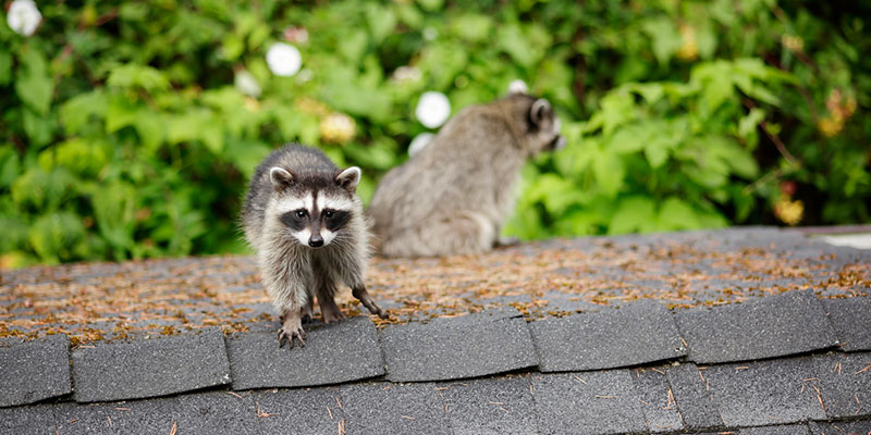 Four Steps for Residential Wildlife Prevention