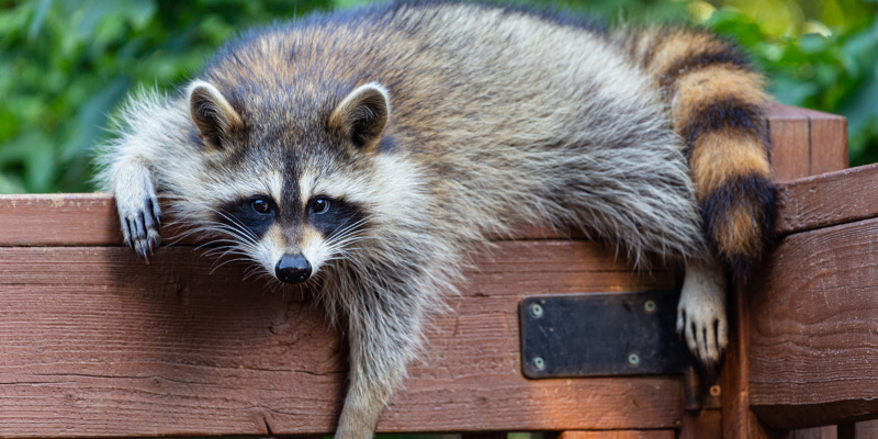 Wildlife Prevention: Expert Tips for Preventing an Animal Intrusion