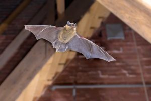 Bat Removal: What to Do if You Find a Bat in Your House