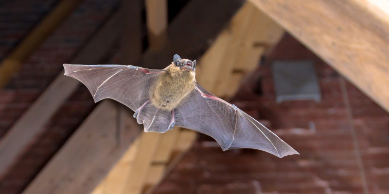 Bat Removal: What to Do if You Find a Bat in Your House