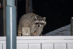 Raccoon Removal: Signs There’s a Raccoon in Your Attic