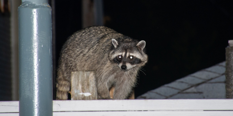 Raccoon Removal: Signs There’s a Raccoon in Your Attic