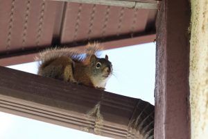 Why You Shouldn’t Wait to Call Us for Wildlife Control