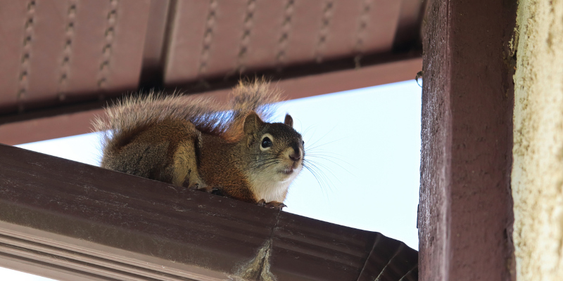 Why You Shouldn’t Wait to Call Us for Wildlife Control