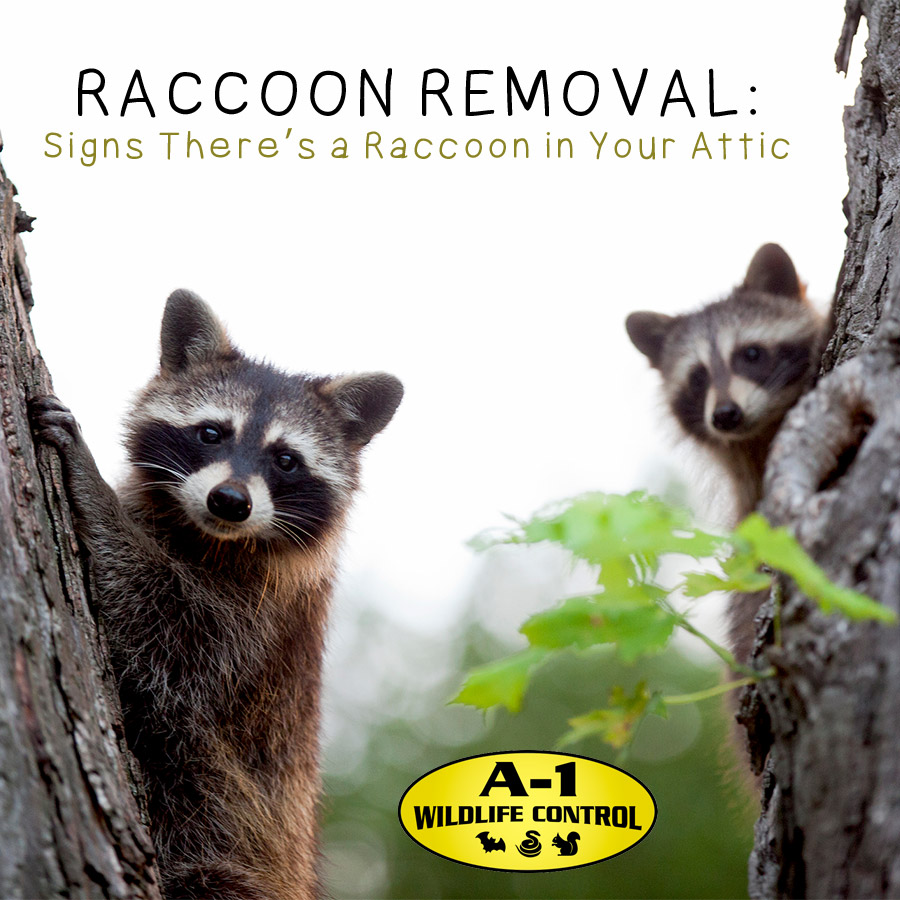 Raccoon Removal: Signs There’s a Raccoon in Your Attic