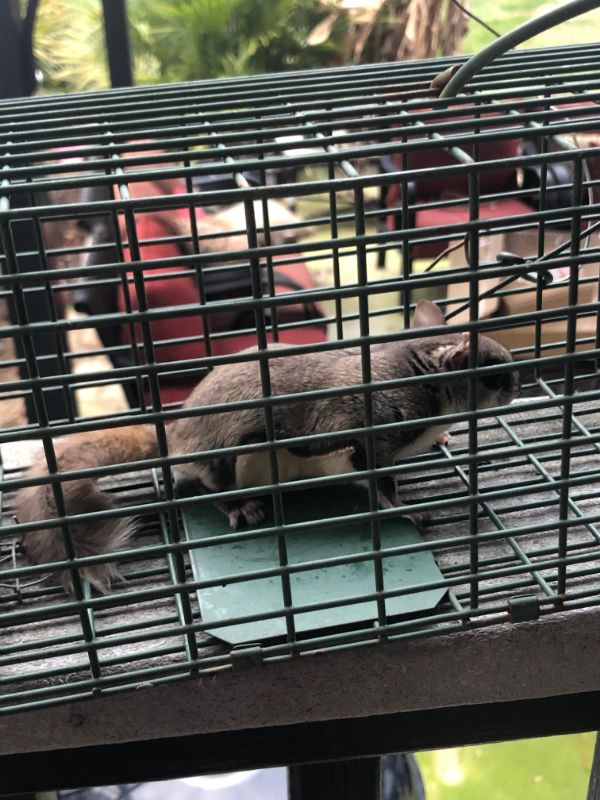 Cute flying squirrel caught and released-1