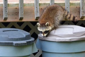 Three Wildlife Prevention Tips to Keep Wild Animals Off Your Property