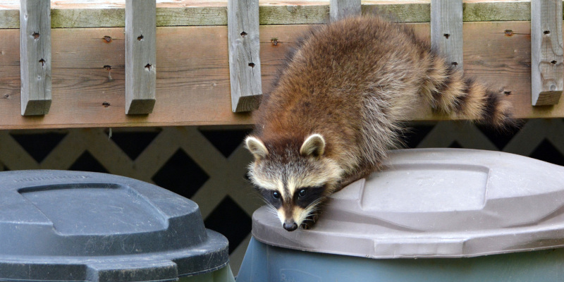 Three Wildlife Prevention Tips to Keep Wild Animals Off Your Property