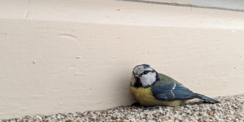 Reasons to Use Professional Bird Removal Services