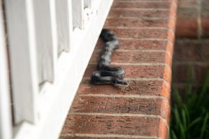 Snake Removal: What to Do if There’s a Snake on Your Property