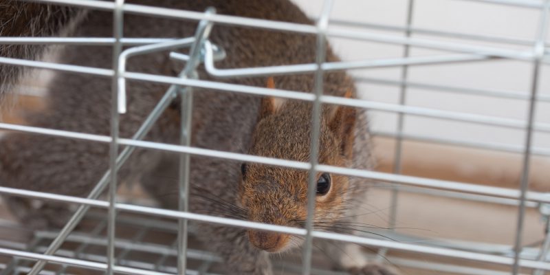 Why Wildlife Removal is a Job for the Experts