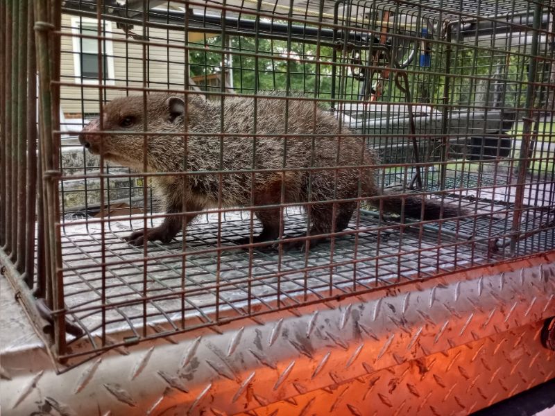A small groundhog caught