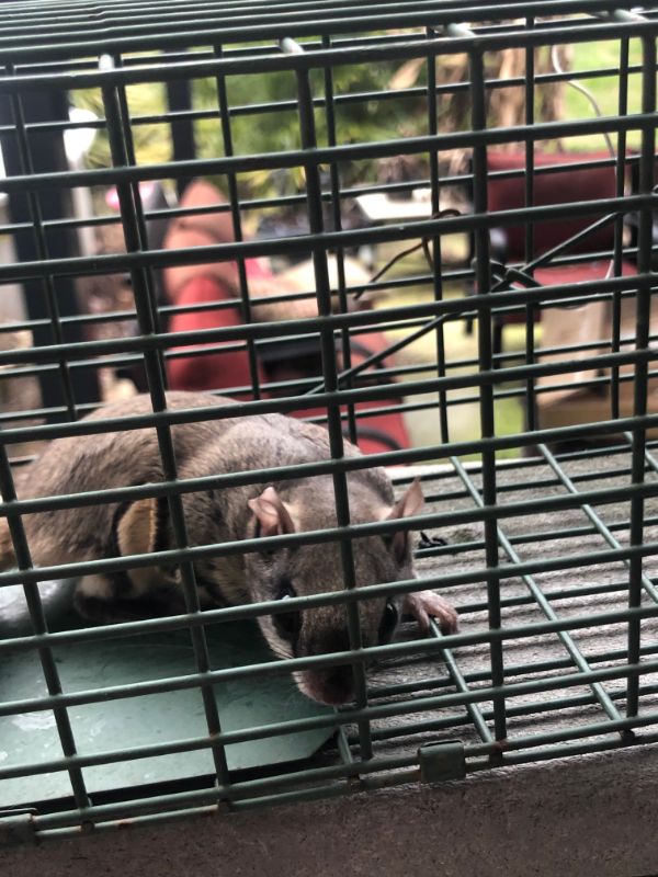 Cute flying squirrel caught and released-2
