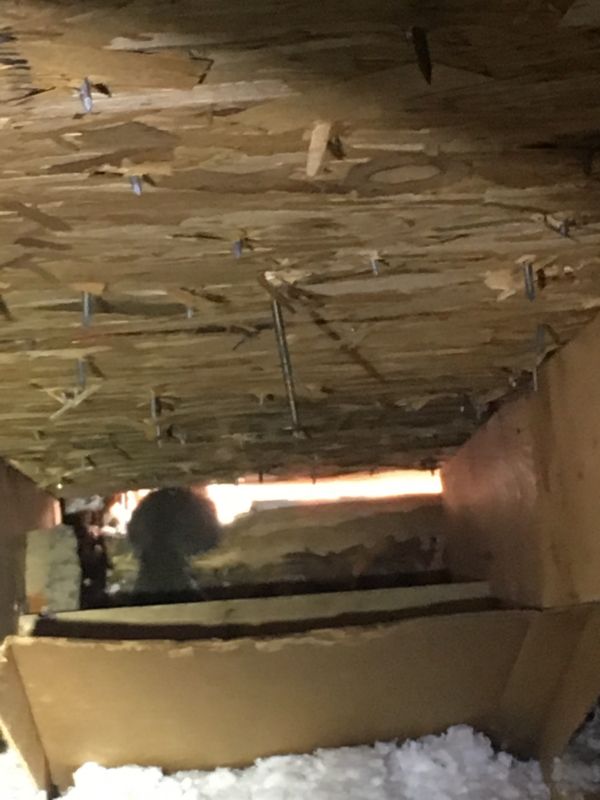 Squirrel leaving the scene