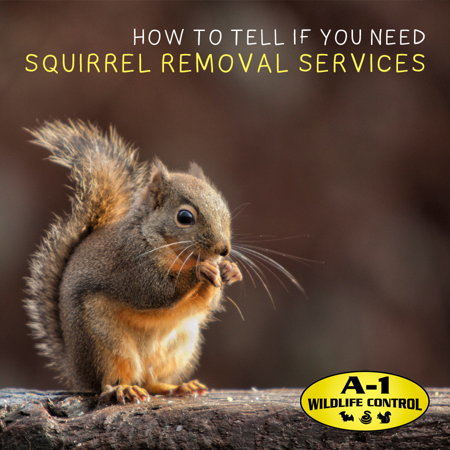 How to Tell if You Need Squirrel Removal Services